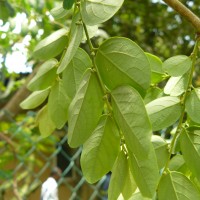 Breynia vitis-idaea (Burm.f.) C.E.C.Fisch.